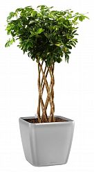 Schefflera Arboricola Gold Capella in LECHUZA QUADRO LS 43 Self-watering Planter, Total Height 180 c