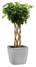 Schefflera Arboricola Gold Capella in LECHUZA QUADRO LS 43 Self-watering Planter, Total Height 180 c