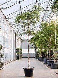 Tropical Black Olive Tree Bucida buceras 'Shady Lady' (800-900)
