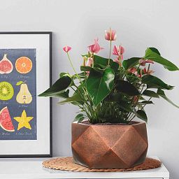IDEALIST Lite Faceted Effect Bronze Bowl Planter Indoor Plant Pot