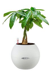 Pachira Aquatica in LECHUZA-PURO Self-watering Planter, Total Height 45 cm