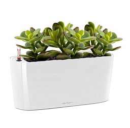 Crassula Money Tree in LECHUZA DELTA Self-watering Planter, Total Height 35 cm