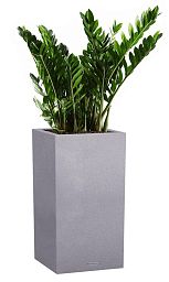Zamioculcas in LECHUZA CANTO Stone High Self-watering Planter, Total Height 110 cm