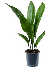 Shade-loving Cast Iron Plant Aspidistra elatior Indoor House Plants