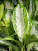 Striking Chinese Evergreen Aglaonema 'Diamond Bay' Indoor House Plants