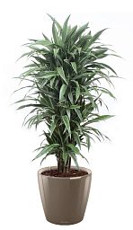 Dracaena Fragrans Warneckii in LECHUZA CLASSICO LS Self-watering Planter, Total Height 160 cm