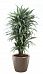 Dracaena Fragrans Warneckii in LECHUZA CLASSICO LS Self-watering Planter, Total Height 160 cm