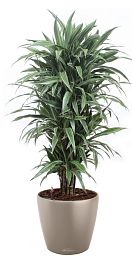 Dracaena Fragrans Warneckii in LECHUZA CLASSICO Color 43 Self-watering Planter, Total Height 170 cm