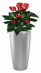 Blooming Anthurium Andraeanum in LECHUZA RONDO Self-watering Planter, Total Height 100 cm