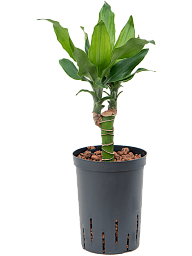 Vibrant Corn Plant Dracaena fragrans 'Burundii' Tall Indoor House Plants Trees
