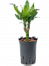 Vibrant Corn Plant Dracaena fragrans 'Burundii' Tall Indoor House Plants Trees
