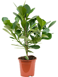 Lush Autograph Tree Clusia rosea 'Green Magic' Indoor House Plants