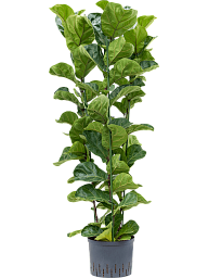 Lush Fiddle Leaf Fig Tree Ficus lyrata 'Bambino' Indoor House Plants