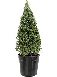 Cute Japanese Holly Ilex crenata 'Maxima'