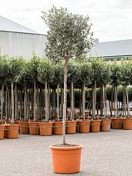 Showy Olive Olea europaea