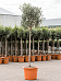 Showy Olive Olea europaea