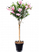 Majestic Rose Bay Nerium oleander Tall Indoor House Plants Trees