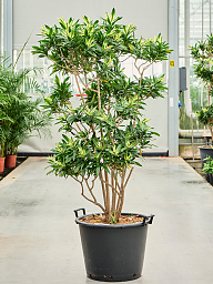 Colorful Pleomele (Dracaena) reflexa 'Song of Sri Lanka' Tall Indoor House Plants Trees