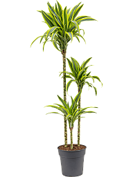 Colorful Corn Plant Dracaena fragrans 'Lemon Lime' Tall Indoor House Plants Trees