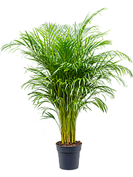 Lush Areca Palm Dypsis (Areca) lutescens Indoor House Plants