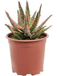 Easy-Care Aloe 'Pink Blush' Indoor House Plants