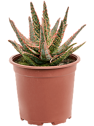 Easy-Care Aloe 'Donnie' Indoor House Plants