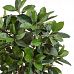 Lush Fig Tree Ficus rubiginosa 'Australis' Tall Indoor House Plants Trees