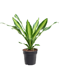 Trendy Corn Plant Dracaena fragrans 'Burley' Tall Indoor House Plants Trees