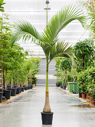 Tropical Alexandra Palm Archontophoenix alexandrae (400-500) Tall Indoor House Plants Trees