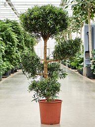 Lush Kusamaki Podocarpus macrophyllus Indoor House Plants
