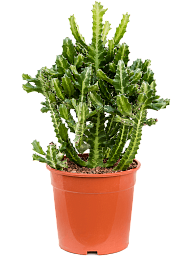 Vibrant African Milk Tree Euphorbia lactea Indoor House Plants