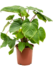 Lush Queen of Hearts Homalomena rubescens 'Maggy Indoor House Plants