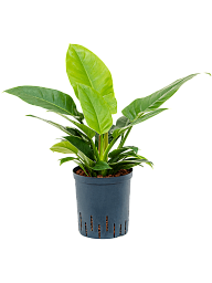 Lush Heart-Leaf Philodendron 'Imperial Green' Indoor House Plants