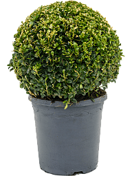 Photogenic Boxwood Buxus sempervirens