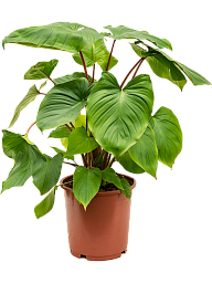 Lush Queen of Hearts Homalomena rubescens 'Maggy Indoor House Plants