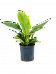 Lush Heart-Leaf Philodendron 'Imperial Green' Indoor House Plants