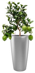 Citrofortunella Volcano Lemon in LECHUZA RONDO Self-watering Planter, Total Height 100 cm