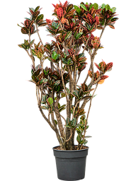 Colorful Croton (Codiaeum) variegatum 'Petra' Indoor House Plants