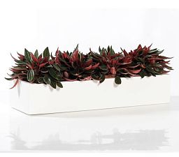 WINDOW BOX Fiberstone Slim Low Planter by Idealist Premium Balcony