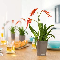 LECHUZA DELTINI|MINI-DELTINI Round Poly Resin Indoor Self-watering Planter