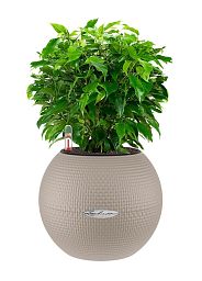 Ficus Benjamina in LECHUZA-PURO Self-watering Planter, Total Height 30 cm