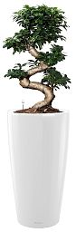 Ficus Microcarpa Giant in LECHUZA RONDO Self-watering Planter, Total Height 160 cm