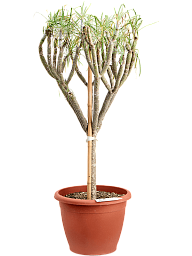 Easy-Care Candle Plant Senecio kleinia Indoor House Plants