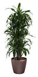 Dracaena Fragrans Arturo in LECHUZA CLASSICO LS 43 Self-watering Planter, Total Height 150 cm