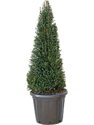 Photogenic English Yew Taxus baccata