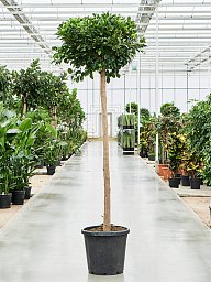 Lush Weeping Fig Ficus microcarpa ‘Nitida’ Tall Indoor House Plants Trees