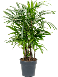 Tropical Lady Palm Rhapis excelsa Indoor House Plants