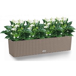 Blooming Anthurium White Champion in LECHUZA BALCONERA Cottage Self-watering Planter, Total Height 4