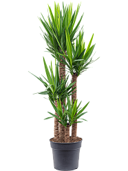 Insta-friendly Spineless Yucca elephantipes Tall Indoor House Plants Trees