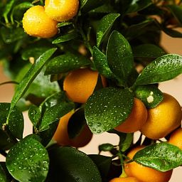 Citrofortunella Calamondine in LECHUZA CUBICO Cottage Self-watering Planter, Total Height 100 cm